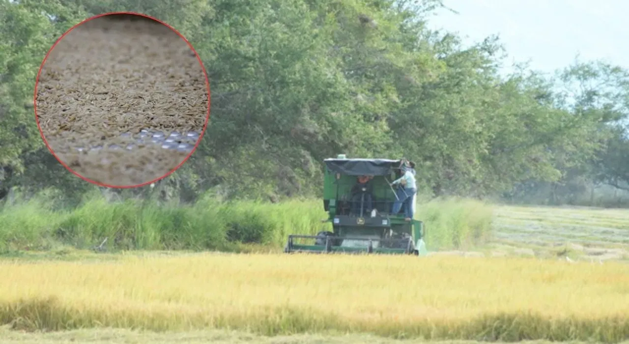 Arroz Arroceros anuncian paro nacional