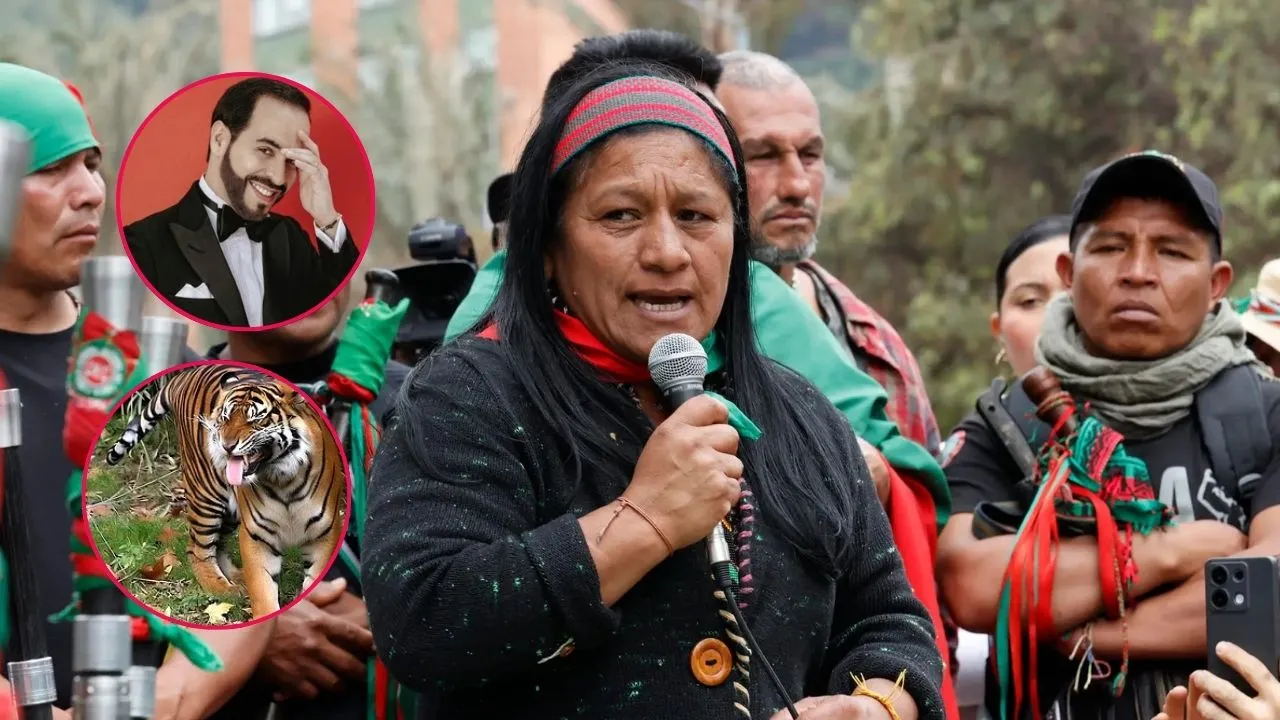 Aida Quilcué en el Amazonas Tigre Se equivocó de Tigre: Aida Quilcué es cuestionada por frase, seguidores de Abelardo no perdonaron