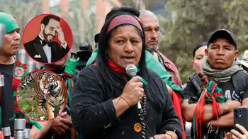 Aida Quilcué en el Amazonas Tigre Se equivocó de Tigre: Aida Quilcué es cuestionada por frase, seguidores de Abelardo no perdonaron