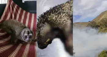 Animales incendios Cundinamarca Fauna acorralada por el fuego: las otras víctimas de los incendios forestales en Cundinamarca