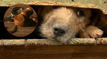 Animales no serán más víctimas de abuso Quien abuse sexualmente de un animal será condenado e irá a la cárcel