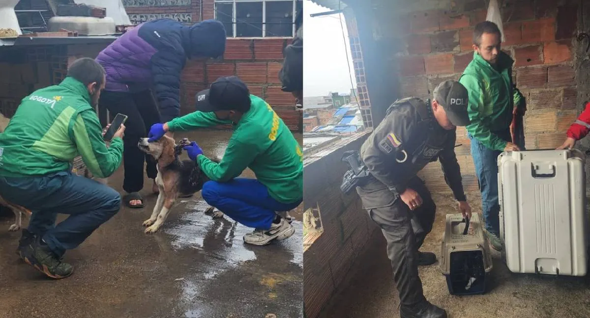 Animales rescatados Bogotá Así rescataron a nueve animales que vivían en precarias condiciones en una vivienda de Bogotá