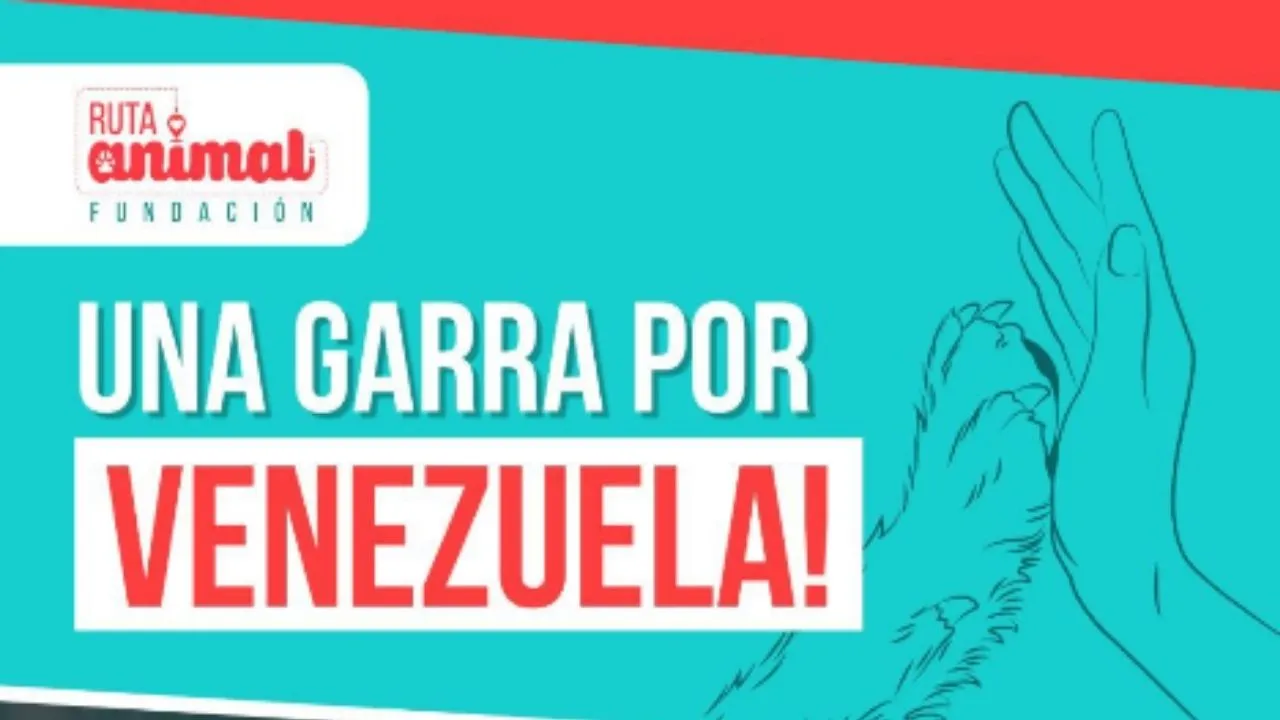 Así es “Una garra por Venezuela”, la campaña de apoyo a los animales afectados. “Una garra por Venezuela”: la iniciativa que busca ayudar a los animales afectados por el terremoto