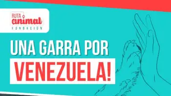 Así es “Una garra por Venezuela”, la campaña de apoyo a los animales afectados. “Una garra por Venezuela”: la iniciativa que busca ayudar a los animales afectados por el terremoto