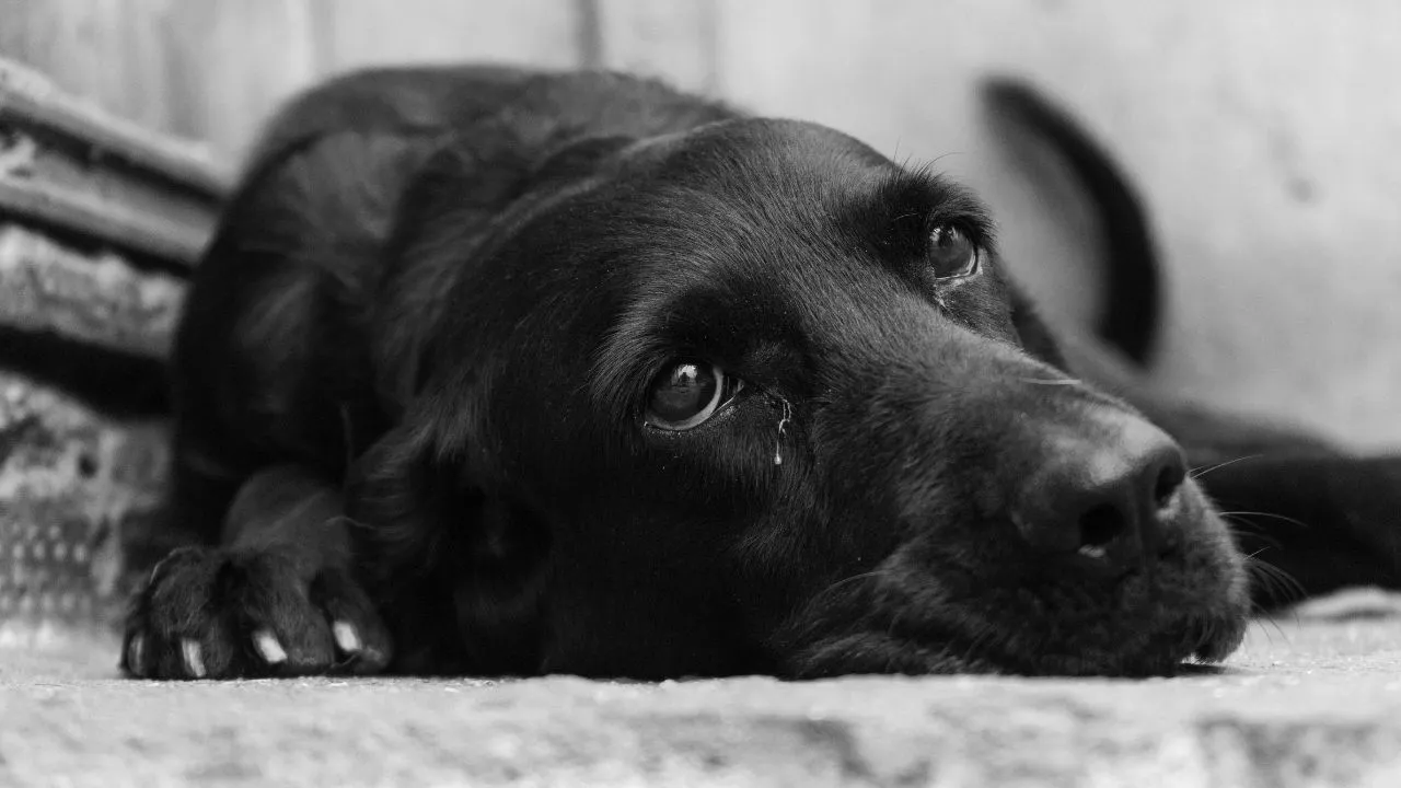Atanques a perros en Colombia Maltrato animal en Colombia: a la cárcel los agresores de los caninos Pinky y Kiara