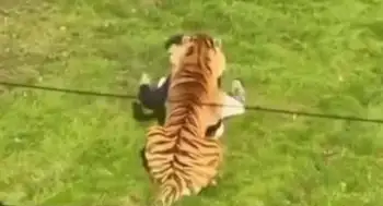 Ataque de tigre Video | Así ingresó William Chapman a la jaula del tigre antes de morir en Yorkshire Wildlife Park