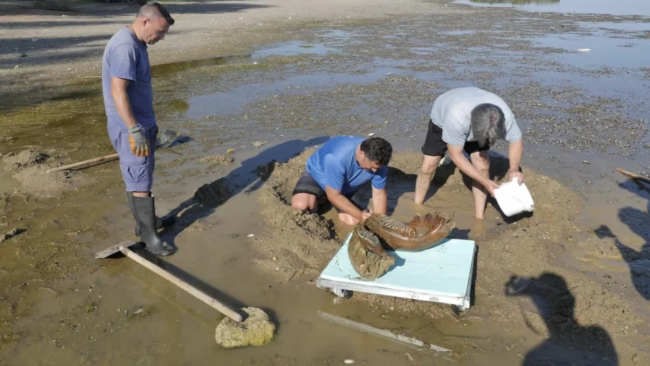 Bajan las aguas del Danubio en Hungría y emerge un barco hundido. Histórica sequía en el río Danubio deja visibles huesos de mamut en Bulgaria