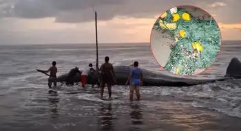 Cachalote murió en playa de Bahía Solano Denuncia | Una malla de pescar le quitó la vida a un cachalote en Bahía Solano