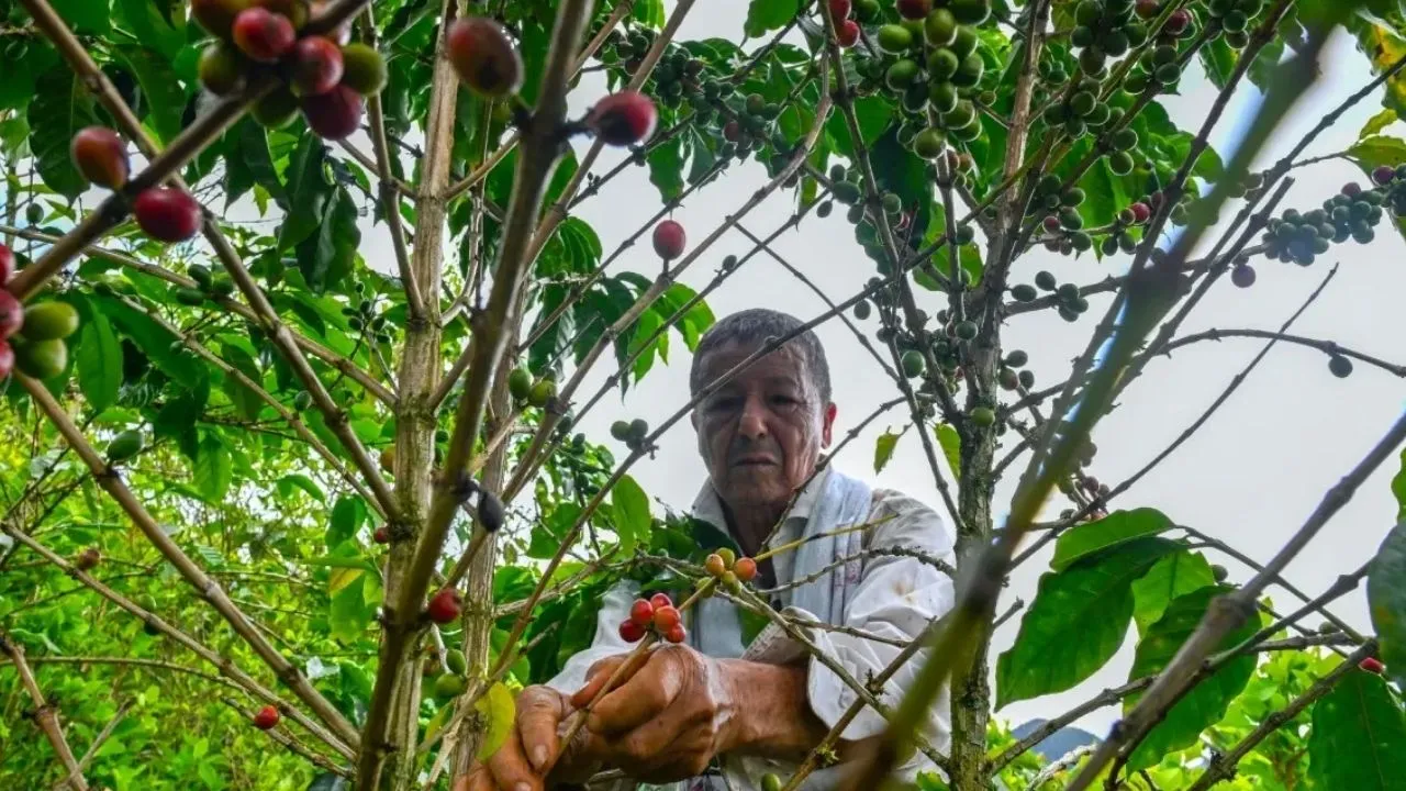 Café colombiano generan empleo Café en Colombia se mantiene fuerte pese a incertidumbre económica: 2.5 millones de empleos