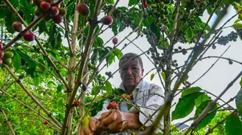 Café colombiano generan empleo Café en Colombia se mantiene fuerte pese a incertidumbre económica: 2.5 millones de empleos