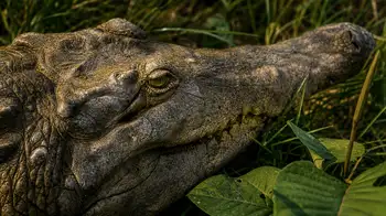 Caimanes hacinados en uno de los estanques del programa. El plan que iba a resolver la crisis del caimán llanero llegó con un vacío que nadie firmó