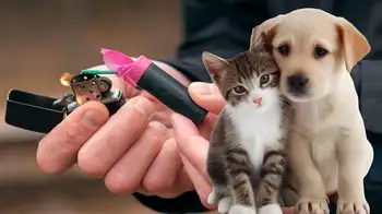 ¿Cómo proteger a sus mascotas del ruido en época de fiestas? ¿Cómo proteger a sus mascotas del ruido en época de fiestas?