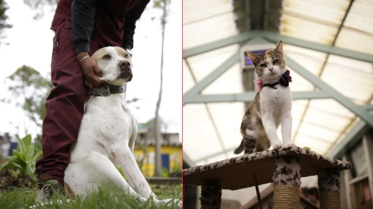 ¿Con quién se debe quedar el perro o el gato cuando hay separación? Separación y mascotas: qué hacer para garantizar el bienestar del animal