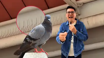 Concejal denuncia pinchos que hieren a las palomas en centro comercial Cañaveral. Concejal denuncia que centro comercial en Santander instaló pinchos que hieren a las palomas