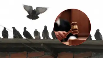 Condenado por matar palomas Condenado y multado por 'palomicidio' en Colombia