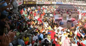 Corraleja. Aberrante caso de maltrato animal en el Caribe: utilizaron pólvora sobre un toro en corralejas