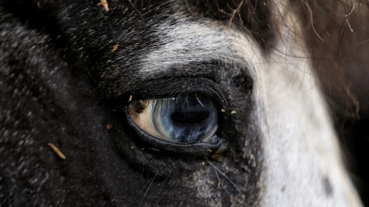 Corte pone fin a excepción para vehículos de tracción animal destinados al turismo. Corte elimina excepción para vehículos de tracción animal usados con fines turísticos