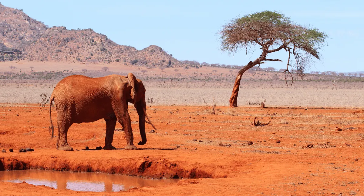 Corteza terrestre del Rift de Turkana, en Kenia, mide 12,7 kilómetros en su eje. Geólogos midieron en 13 kilómetros la corteza terrestre por donde África se está partiendo en dos