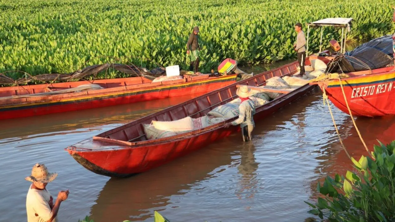 Cultivos de arroz en Colombia “Hay puntos que generan inquietud”: la ANDI sobre el acuerdo entre gobierno y arroceros