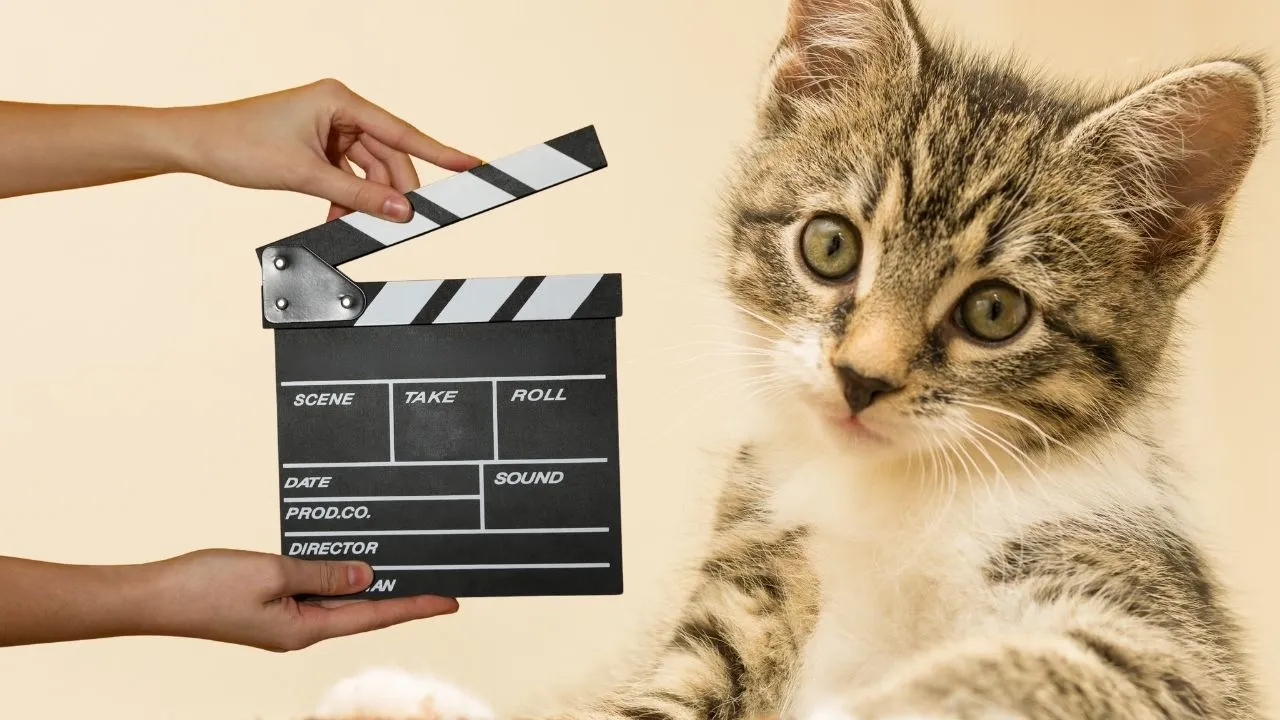 Diez películas para celebrar el Día Internacional del Gato Día del gato: estas son 10 películas para ver con su ‘peludito’
