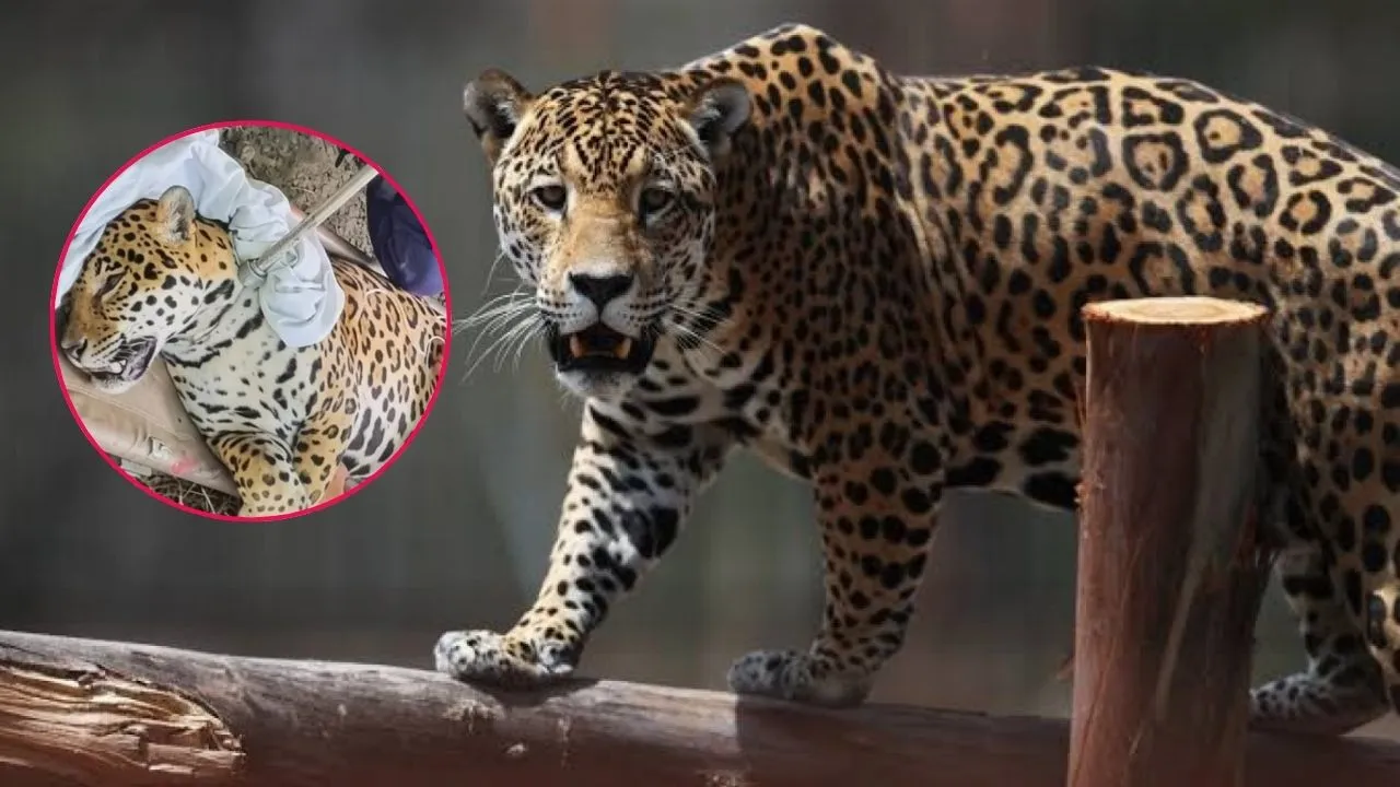 El jaguar rescatado que escapó de un centro en la Amazonía. El misterio del jaguar de 120 kilos: se escapó y nadie sabe su paradero