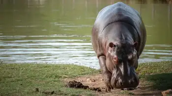 El nuevo gobierno de Abelardo De La Espriella tiene el reto de manejar los hipopótamos Hipopótamos en Barrancabermeja: juez le ordenó a MinAmbiente actuar en menos de 30 días