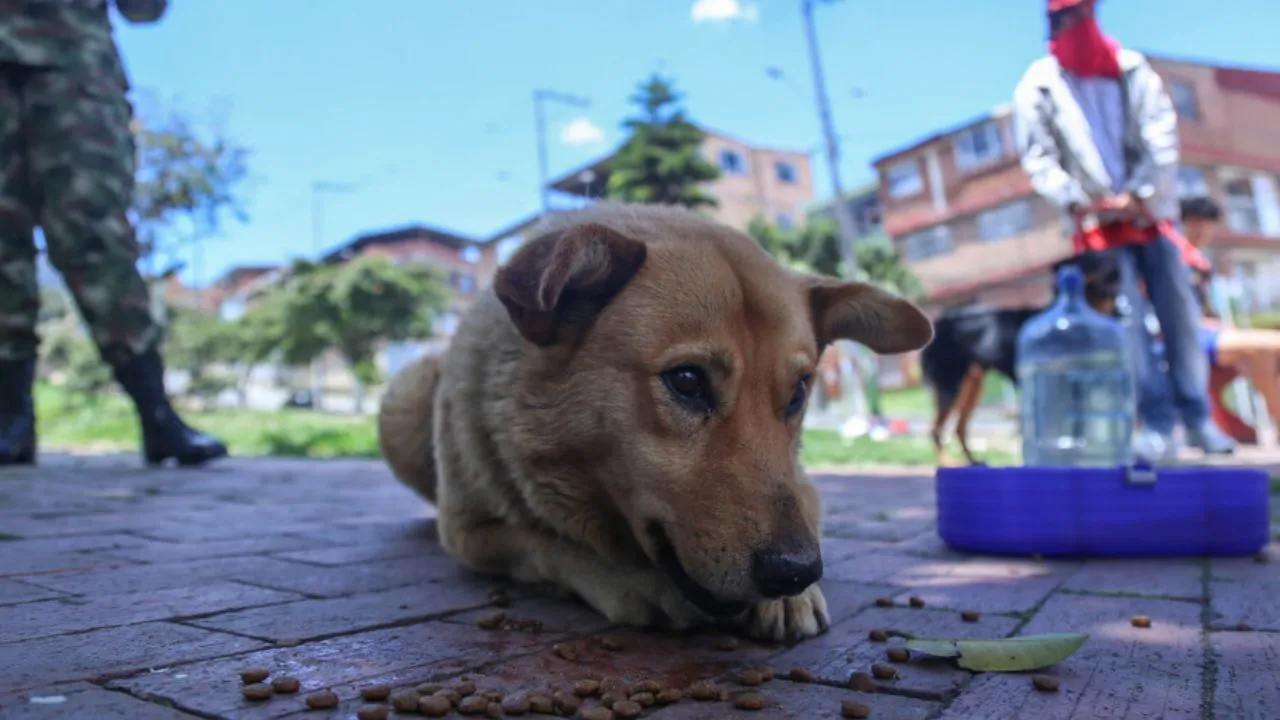 En Colombia se empezará a castigar el abuso sexual a animales Es oficial: en Colombia la zoofilia pasa a ser un delito autónomo y específico
