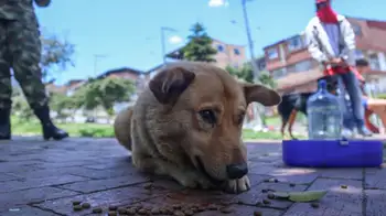 En Colombia se empezará a castigar el abuso sexual a animales Es oficial: en Colombia la zoofilia pasa a ser un delito autónomo y específico