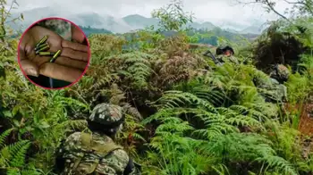 Enfrentamientos entre el ejército y disidencias de las Farc. Seis disidentes de las Farc habrían muerto en medio de combates con el Ejército en el Cauca