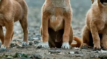 Envenenamiento de perros en Bogotá: hasta 8 años de cárcel podrían pagar los responsables Envenenamiento de perros en Bogotá: hasta 8 años de cárcel podrían pagar los responsables