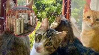 Gatos y perros deben ser protegidos ¿Mallas en balcones para proteger mascotas están prohibidas?: esto dice la Corte Constitucional