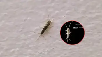 Hay un bicho que se pasea en silencio por las cocinas y baños en Bogotá: ¿Es peligroso? ¿Hay que temerle a este bicho que invade baños y cocinas en Bogotá?
