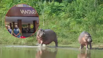 hipopótamos rumbo a la India Los hipopótamos de la mafia rumbo a la India: veterinarios y protocolo de traslado