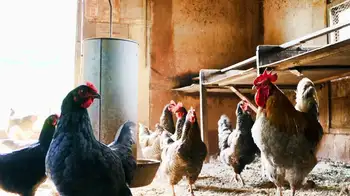 Traer un huevo o un pollo desde el Llano hoy cuesta tres veces más Pollo y huevo más caros: crisis en la vía al Llano dispara sobrecostos del 300 %