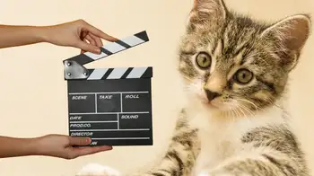 Diez películas para celebrar el Día Internacional del Gato Día del gato: estas son 10 películas para ver con su ‘peludito’