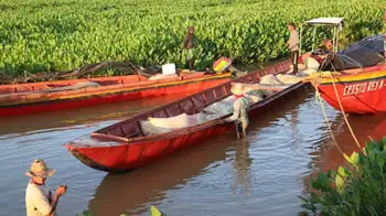 Cultivos de arroz en Colombia “Hay puntos que generan inquietud”: la ANDI sobre el acuerdo entre gobierno y arroceros