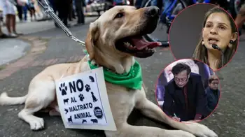 El presidente Gustavo Petro sancionó ley que regula a cuidadores de animales Sancionaron la Ley Kiara: pone límites para paseadores de perros y establecimientos de animales