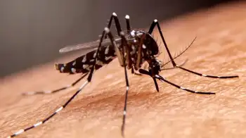 Mosquito de Fiebre Amarilla Este es el panorama de la fiebre amarilla en Colombia en lo que va de 2025