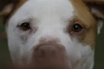 Aprobada la ley que pone reglas para cuidadores de mascotas