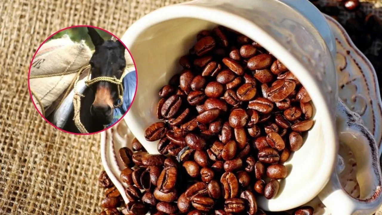 Juan Valdez ahora producirá café colombiano en España. 'Conchita' se va ahora para España a producir café colombiano: ¿Mantendrá la calidad?