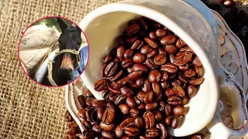 Juan Valdez ahora producirá café colombiano en España. 'Conchita' se va ahora para España a producir café colombiano: ¿Mantendrá la calidad?