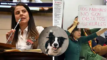 Ley de carcel para violadores de animales. Cárcel para violadores de animales está a un debate de aprobarse en el Congreso