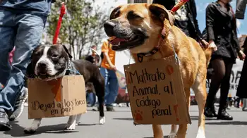Manifestaciones en contra del maltrato animal. ¿Su municipio ignora a los animales abandonados? Ahora tiene cómo obligarlo a actuar