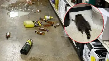 Mapache protagonizó curiosa escena tras emborracharse en una tienda: de no creer Un mapache protagonizó una curiosa escena al emborracharse en una tienda: de no creer