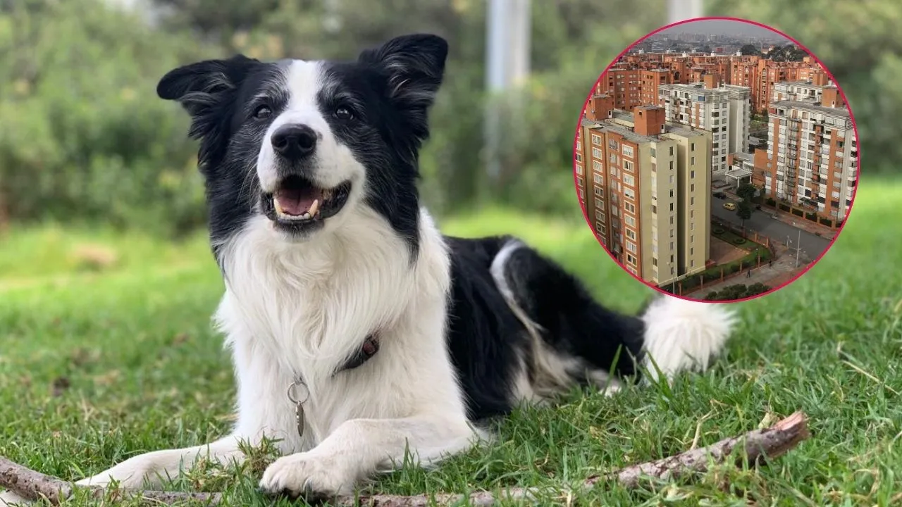Mascotas son familia y tienen derechos Las mascotas no deben tener restricciones en áreas comunes de conjuntos y edificios