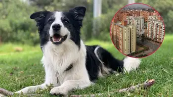 Mascotas son familia y tienen derechos Las mascotas no deben tener restricciones en áreas comunes de conjuntos y edificios