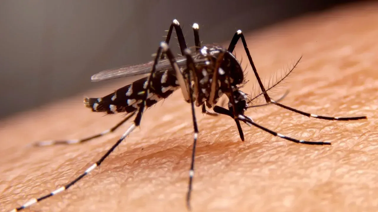 Mosquito de Fiebre Amarilla Este es el panorama de la fiebre amarilla en Colombia en lo que va de 2025