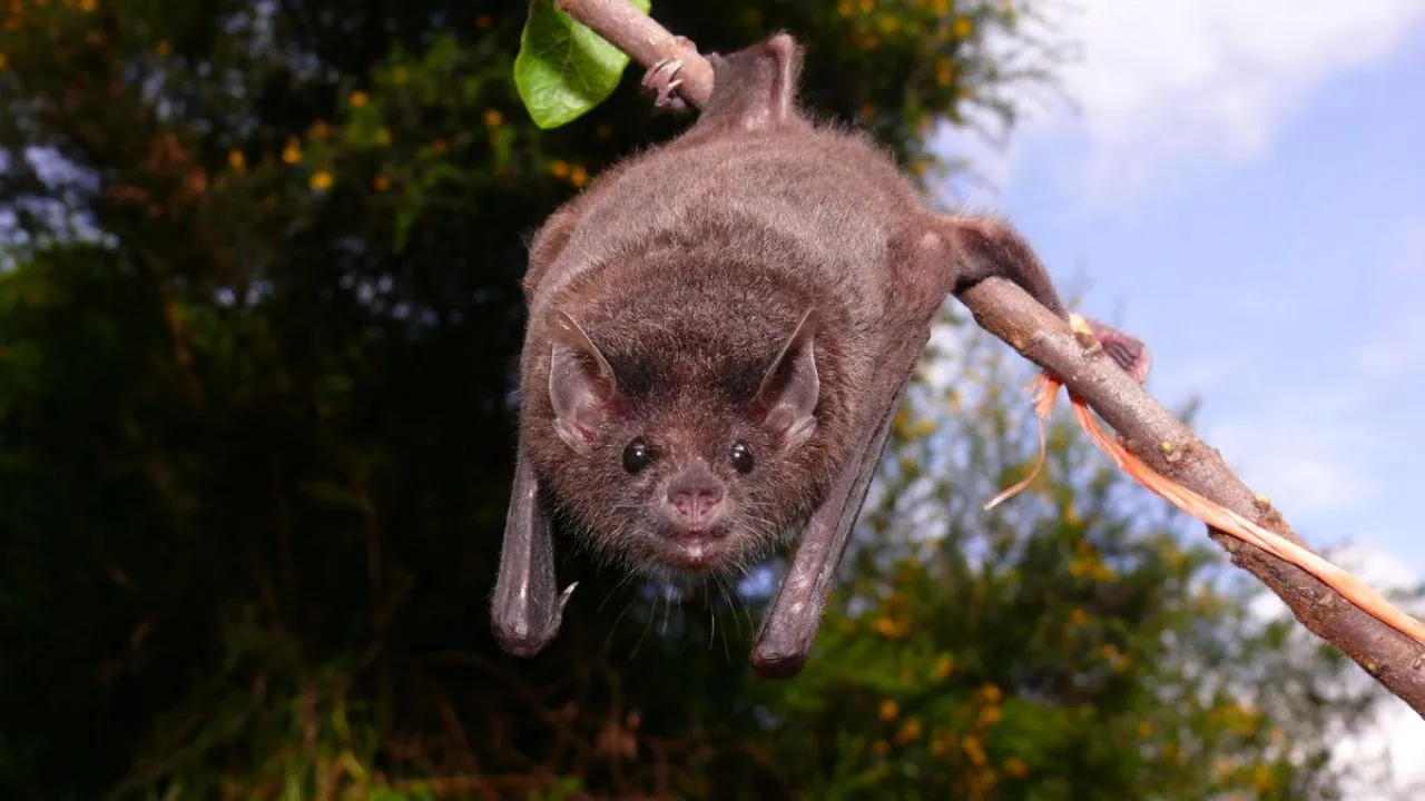 Murciélago Chimbilai Estos son algunos animales silvestres exóticos que puede llegar a ver en Bogotá
