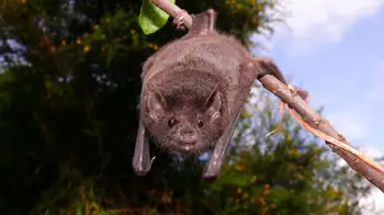 Murciélago Chimbilai Estos son algunos animales silvestres exóticos que puede llegar a ver en Bogotá