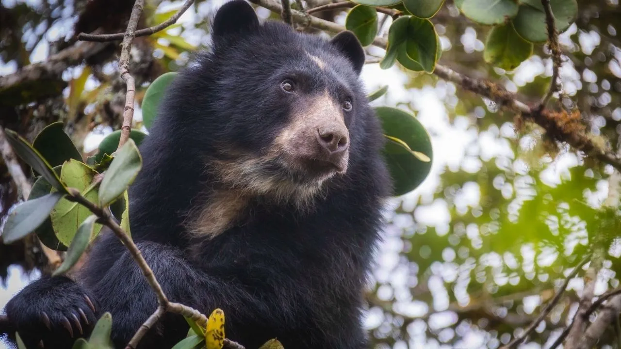 oso de anteojos Llamado a los habitantes de Villapinzón para proteger a oso andino